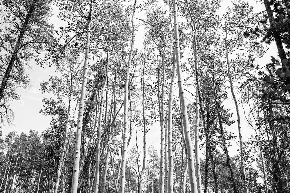 Aspen BW 1 art print by Elizabeth Urquhart for $57.95 CAD