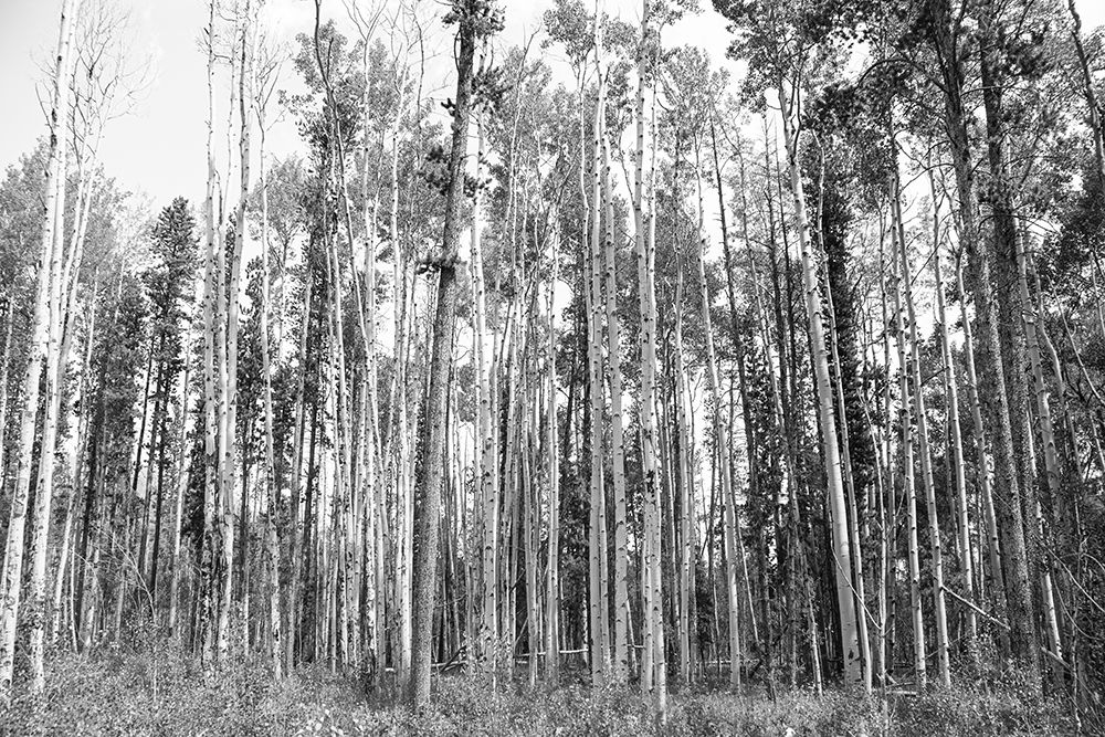 Aspen BW 2 art print by Elizabeth Urquhart for $57.95 CAD