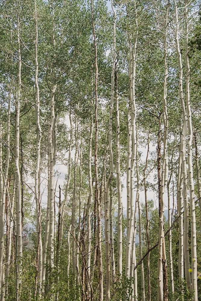 Aspen Forest 1 art print by Elizabeth Urquhart for $57.95 CAD