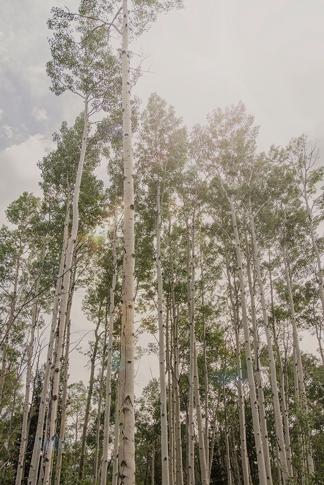 Aspen Forest 2 art print by Elizabeth Urquhart for $57.95 CAD