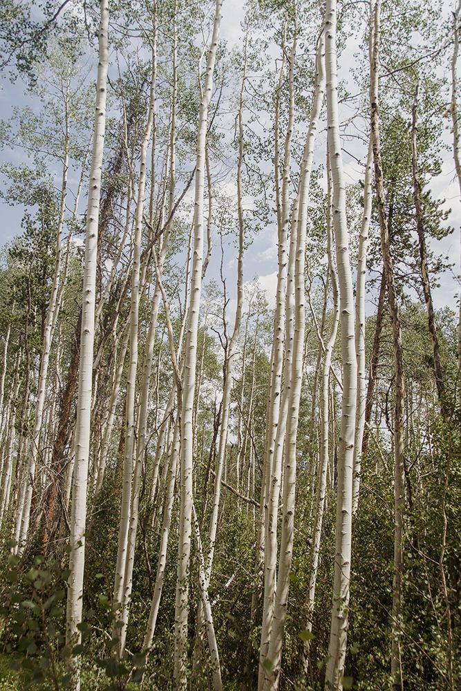 Aspen Forest 3 art print by Elizabeth Urquhart for $57.95 CAD