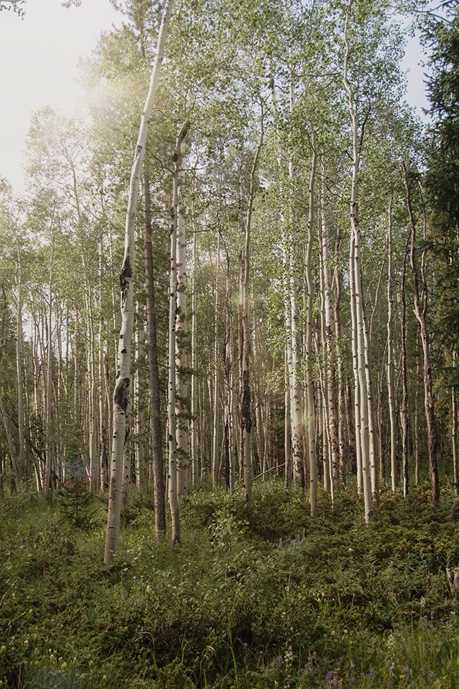 Aspen Forest 4 art print by Elizabeth Urquhart for $57.95 CAD