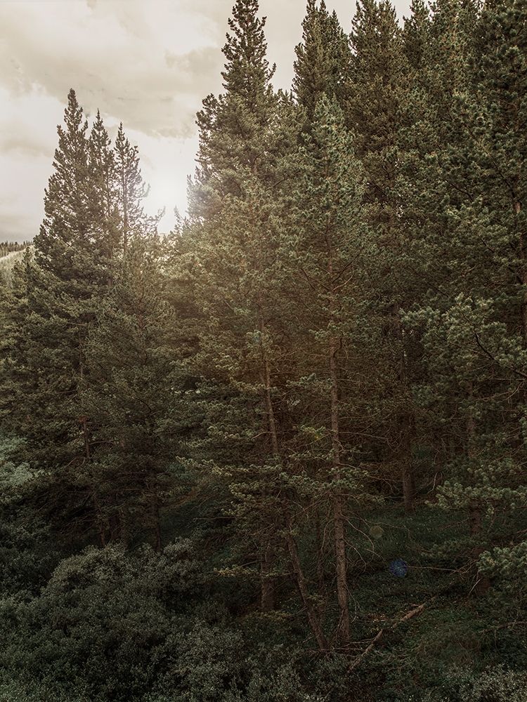 Pine Wilderness 1 art print by Elizabeth Urquhart for $57.95 CAD