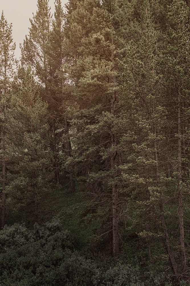 Pine Wilderness 2 art print by Elizabeth Urquhart for $57.95 CAD