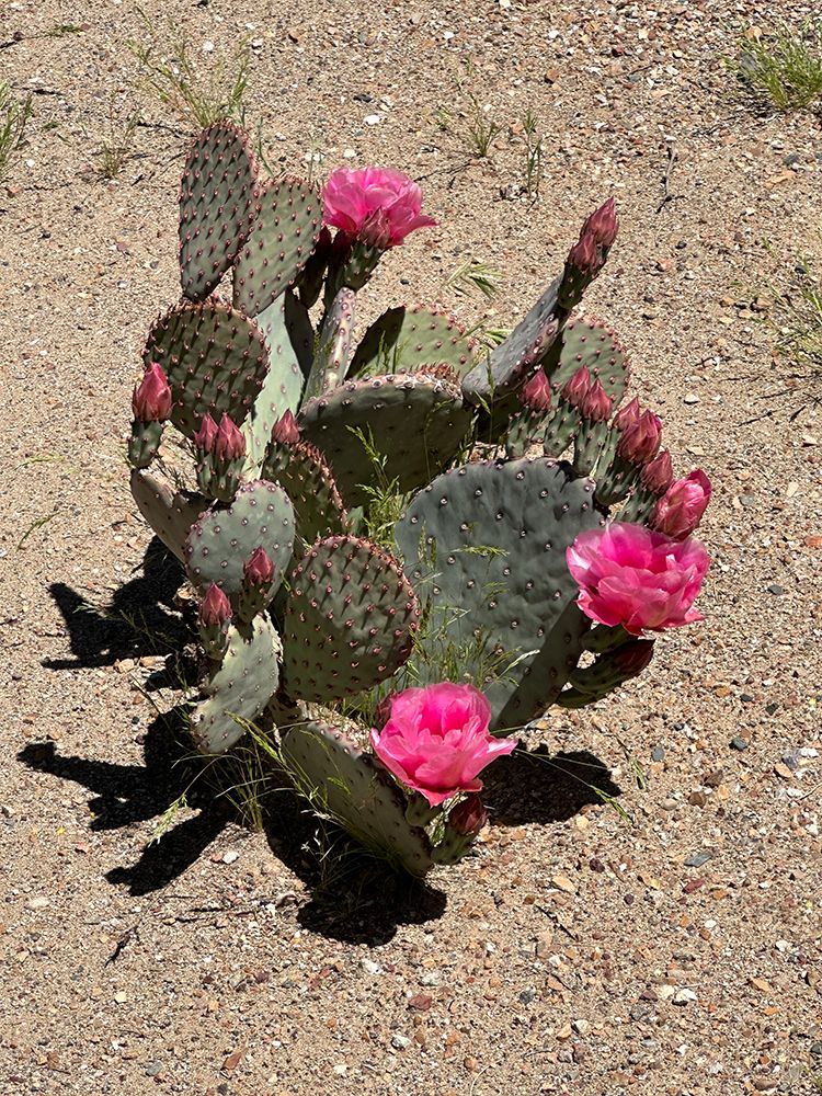 Blooming Cactus art print by Elliot Victor for $57.95 CAD