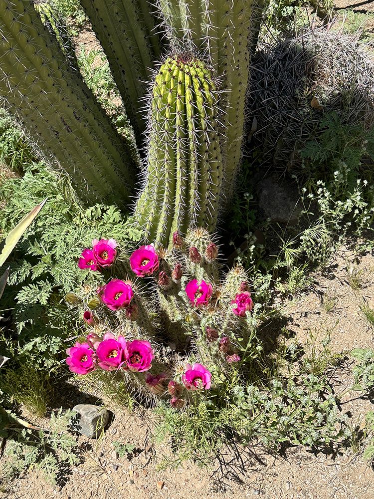 Desert Bloom art print by Elliot Victor for $57.95 CAD