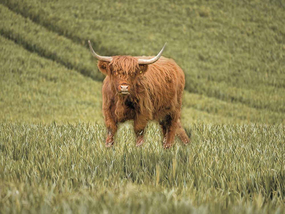 Highland Cow Rustic art print by Julia Frost for $57.95 CAD