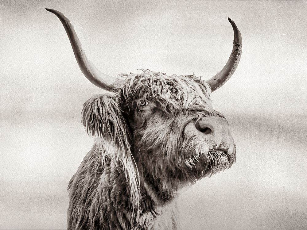 Highland Cow art print by Julia Frost for $57.95 CAD