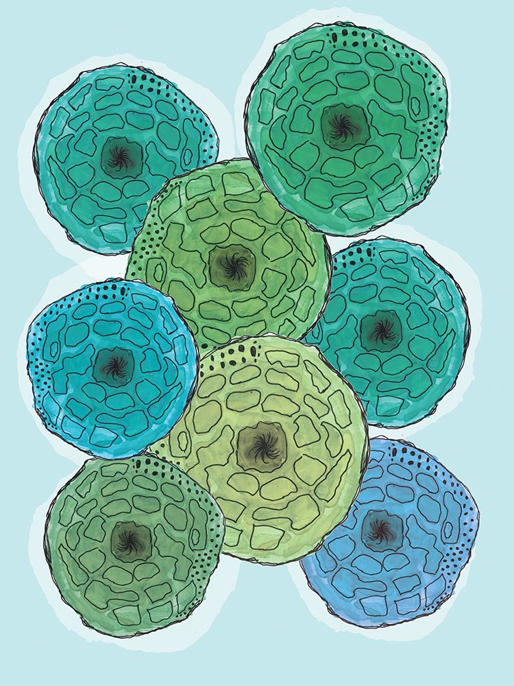 Sea Cookie 1 art print by Julia Frost for $57.95 CAD