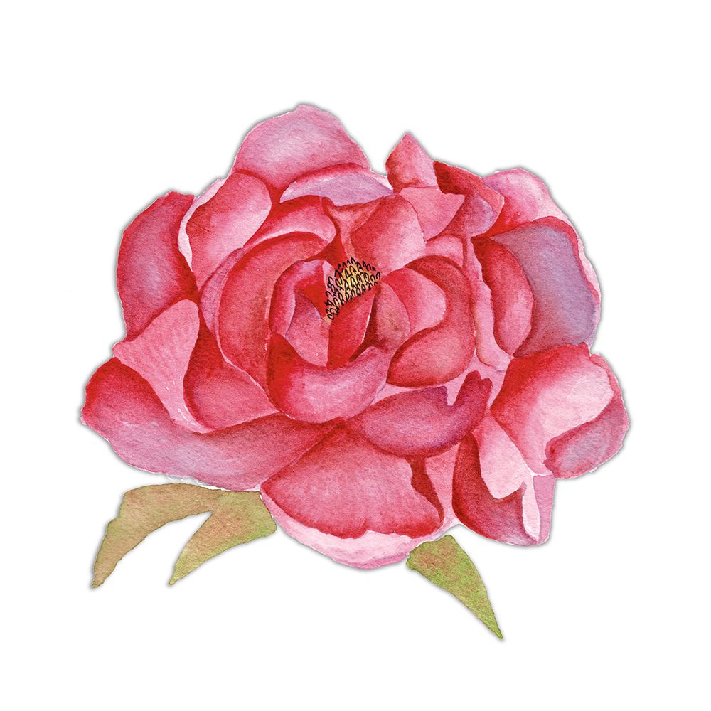 Pink Peony art print by Julia Frost for $57.95 CAD