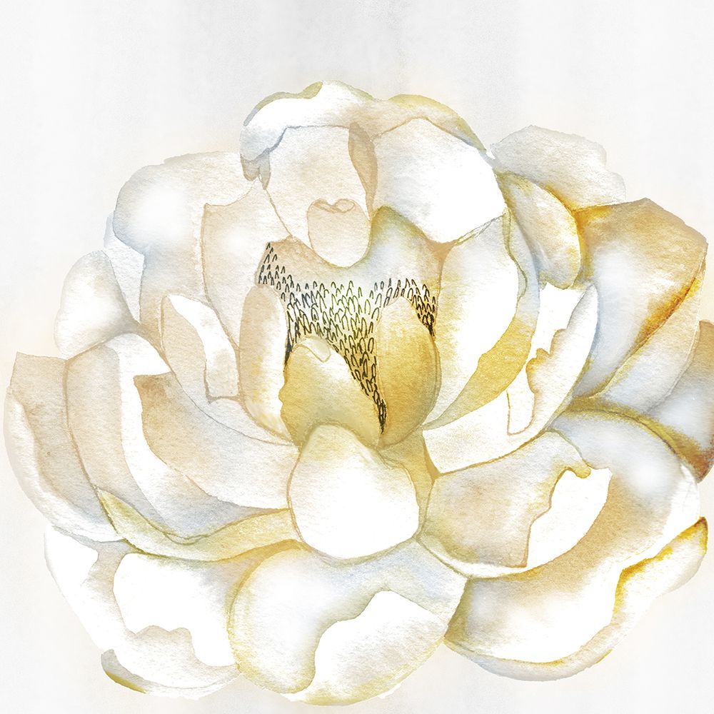 White Peony art print by Julia Frost for $57.95 CAD