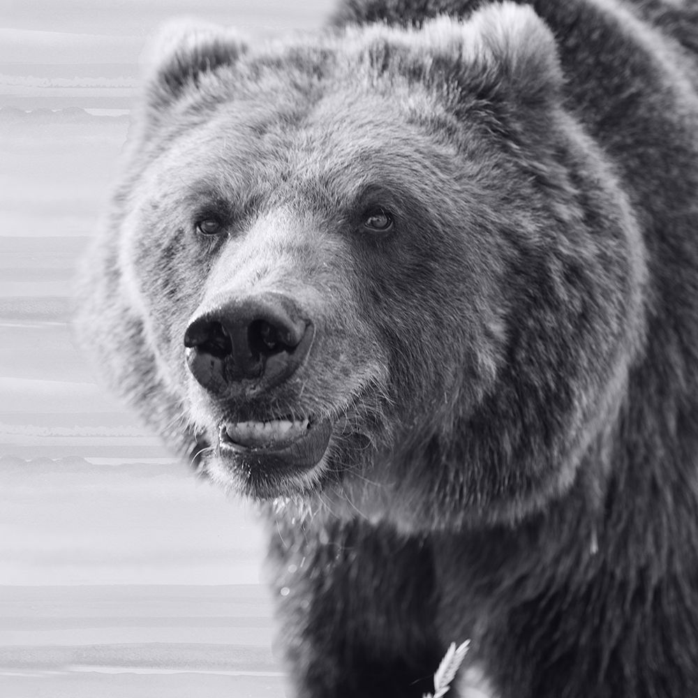 Bear Portrait 1 art print by Julia Frost for $57.95 CAD