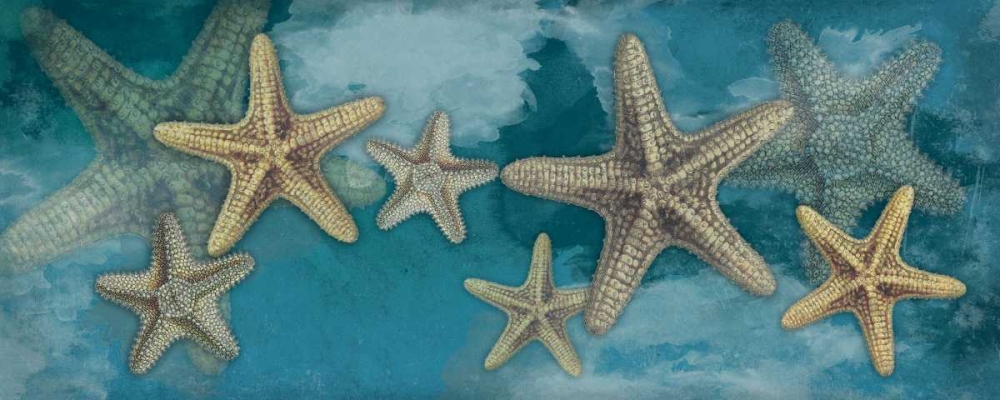 Starfish art print by Jace Grey for $57.95 CAD