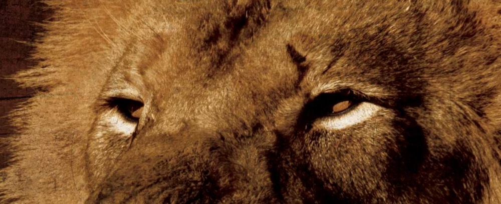 Lion Eyes art print by Jace Grey for $57.95 CAD