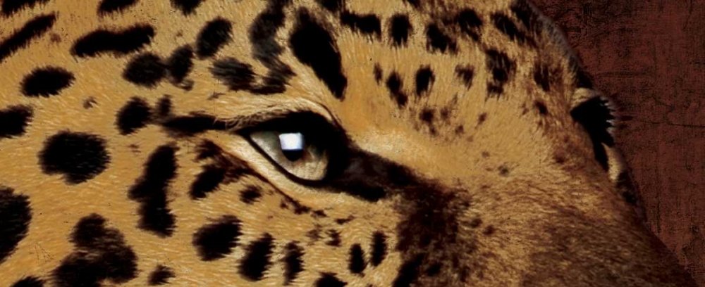 Leopard Eyes art print by Jace Grey for $57.95 CAD