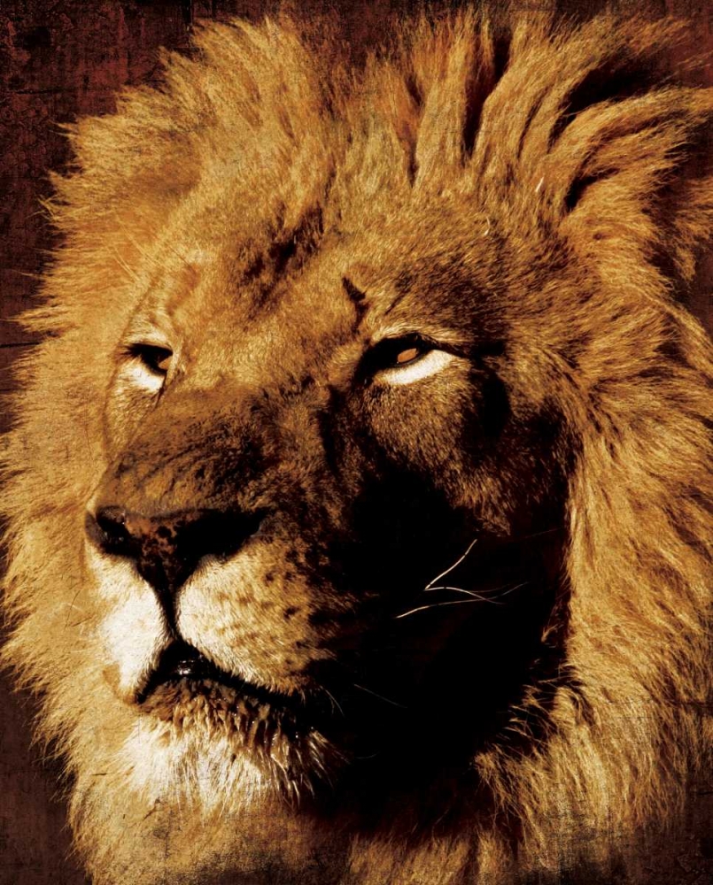 Lion art print by Jace Grey for $57.95 CAD