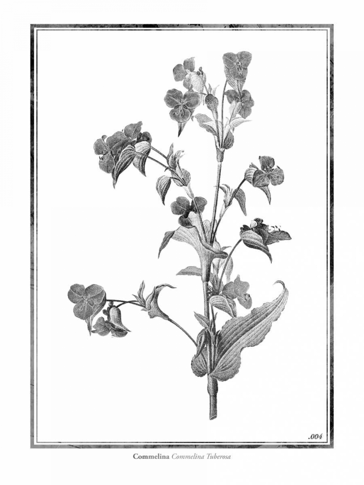 Commelina art print by Jace Grey for $57.95 CAD