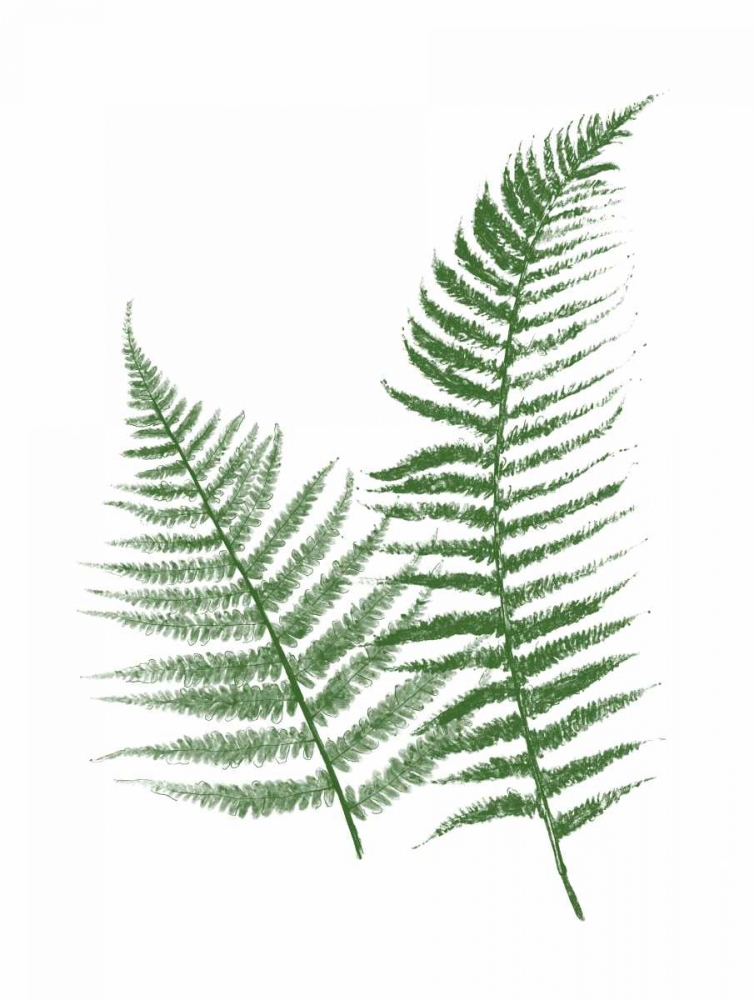 Green Ferns art print by Jace Grey for $57.95 CAD