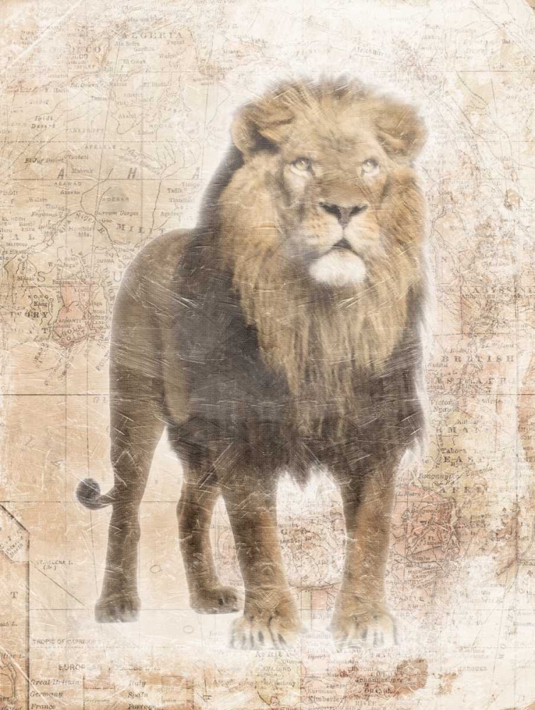 African Lion art print by Jace Grey for $57.95 CAD