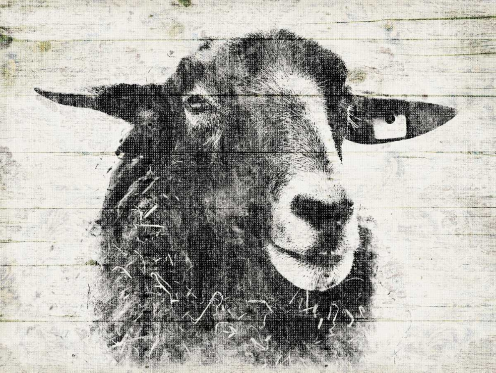Vintage Sheep art print by Jace Grey for $57.95 CAD