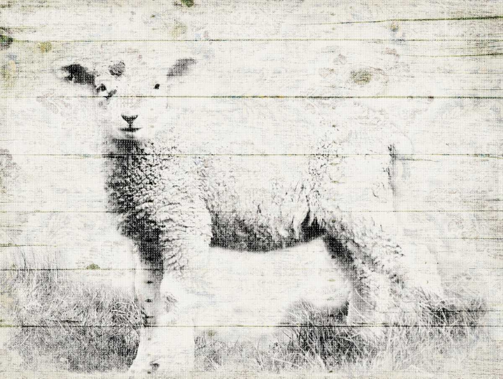 Vintage Lamb art print by Jace Grey for $57.95 CAD