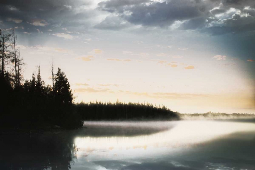 Foggy Forest art print by Jace Grey for $57.95 CAD