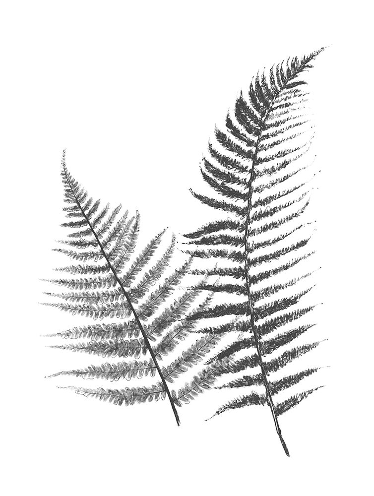 Monochromatic Ferns 1 art print by Jace Grey for $57.95 CAD