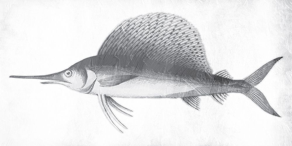 Grey Sword Fish art print by Jace Grey for $57.95 CAD