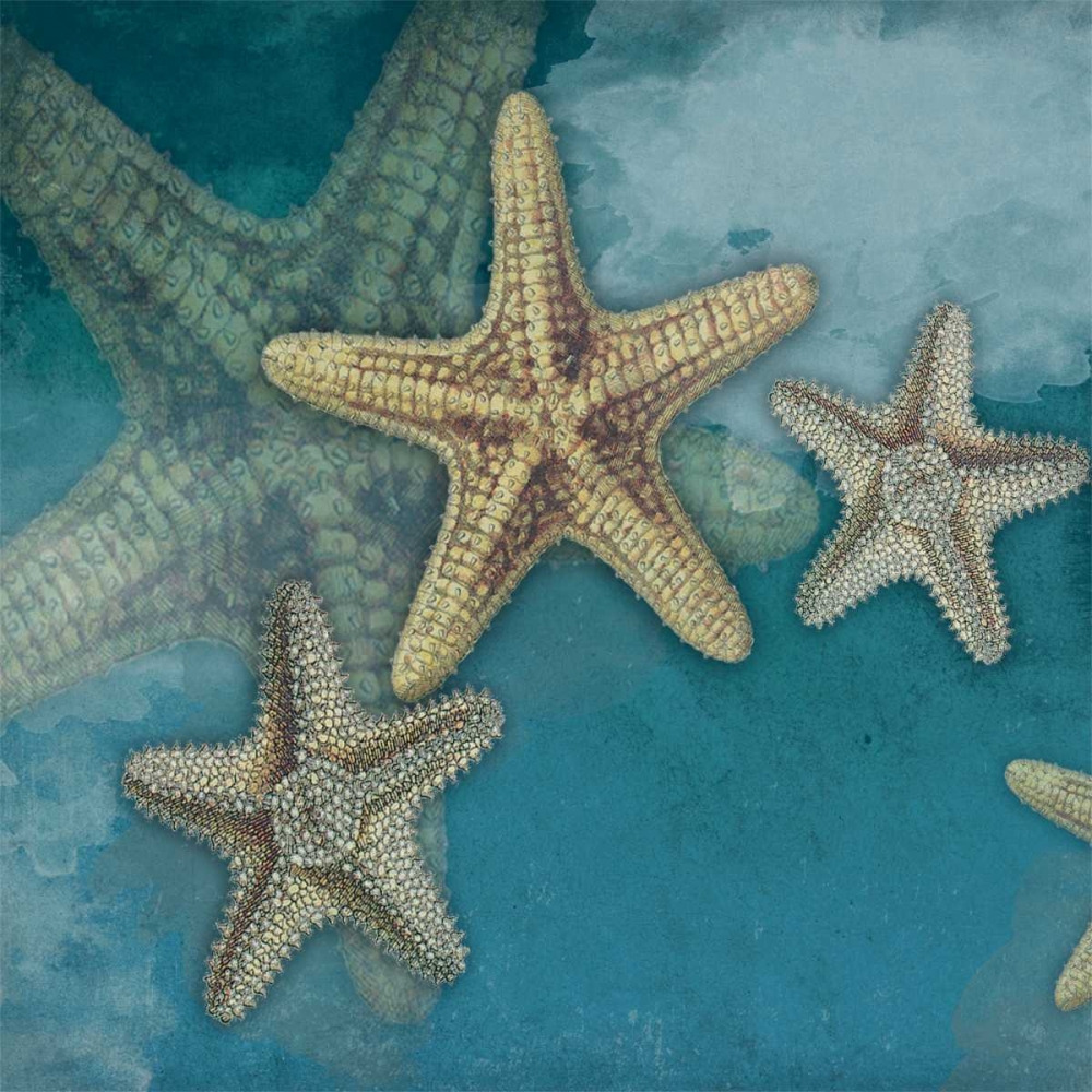Starfish art print by Jace Grey for $57.95 CAD