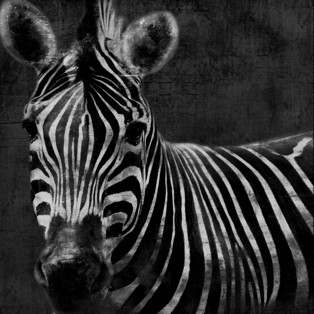 Zebra Black And White art print by Jace Grey for $57.95 CAD