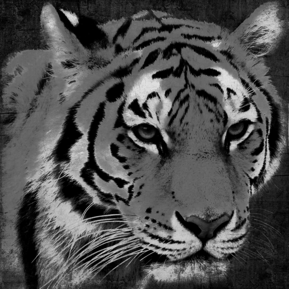 Tiger Black And White art print by Jace Grey for $57.95 CAD