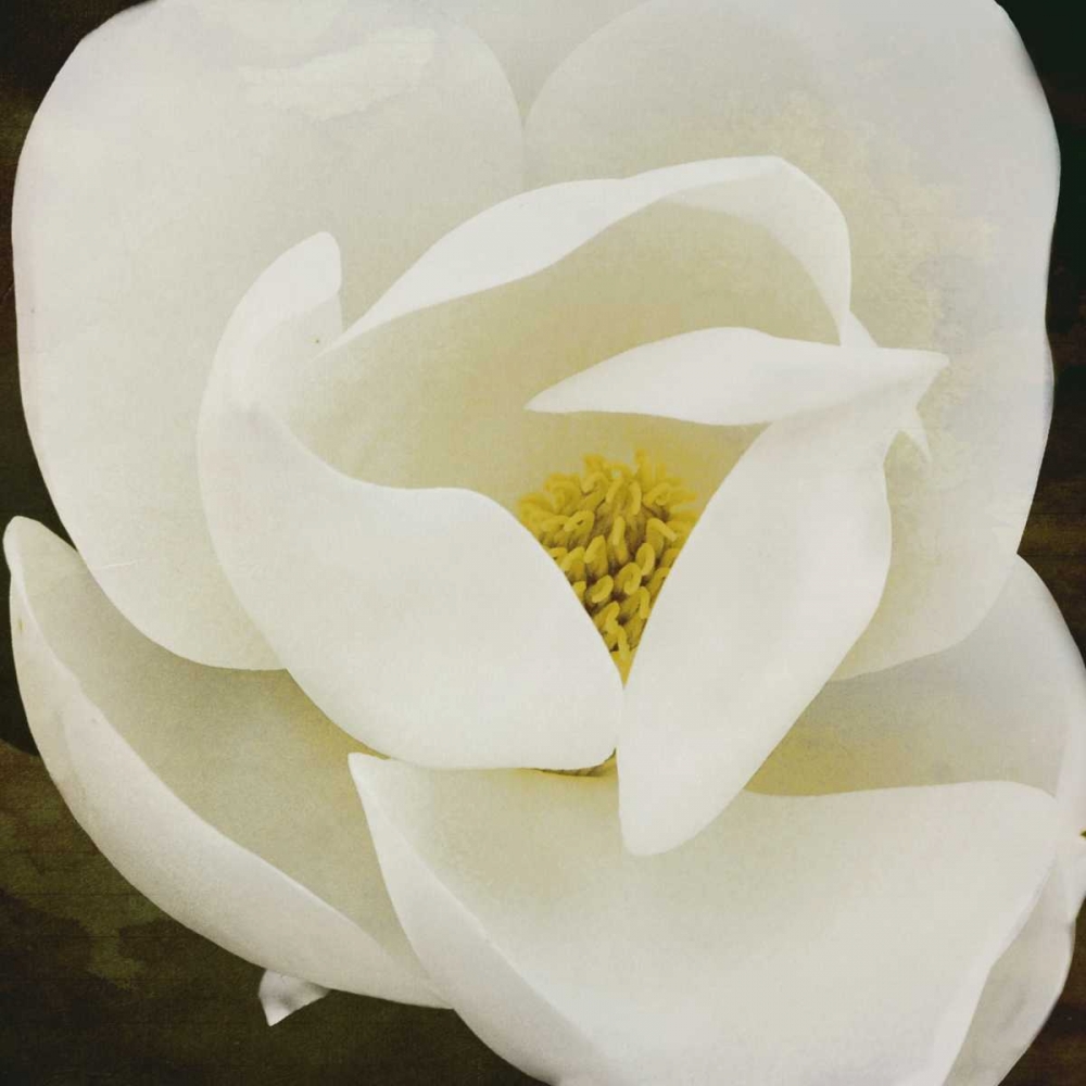 MAG art print by Jace Grey for $57.95 CAD