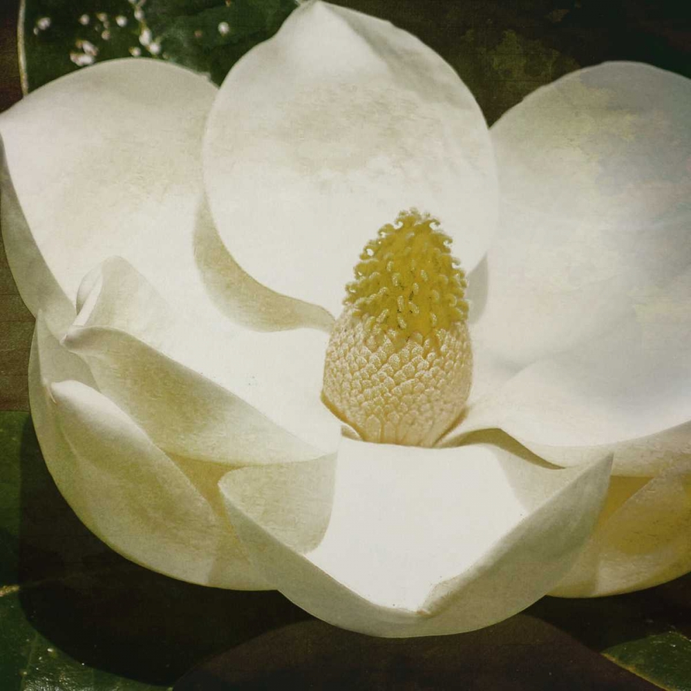 MAG Mate art print by Jace Grey for $57.95 CAD