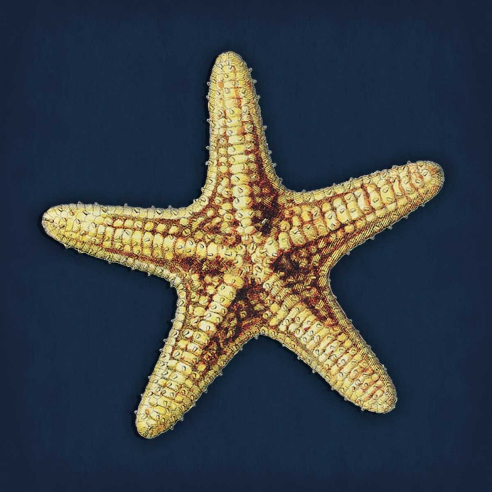 Star Fish Navy art print by Jace Grey for $57.95 CAD