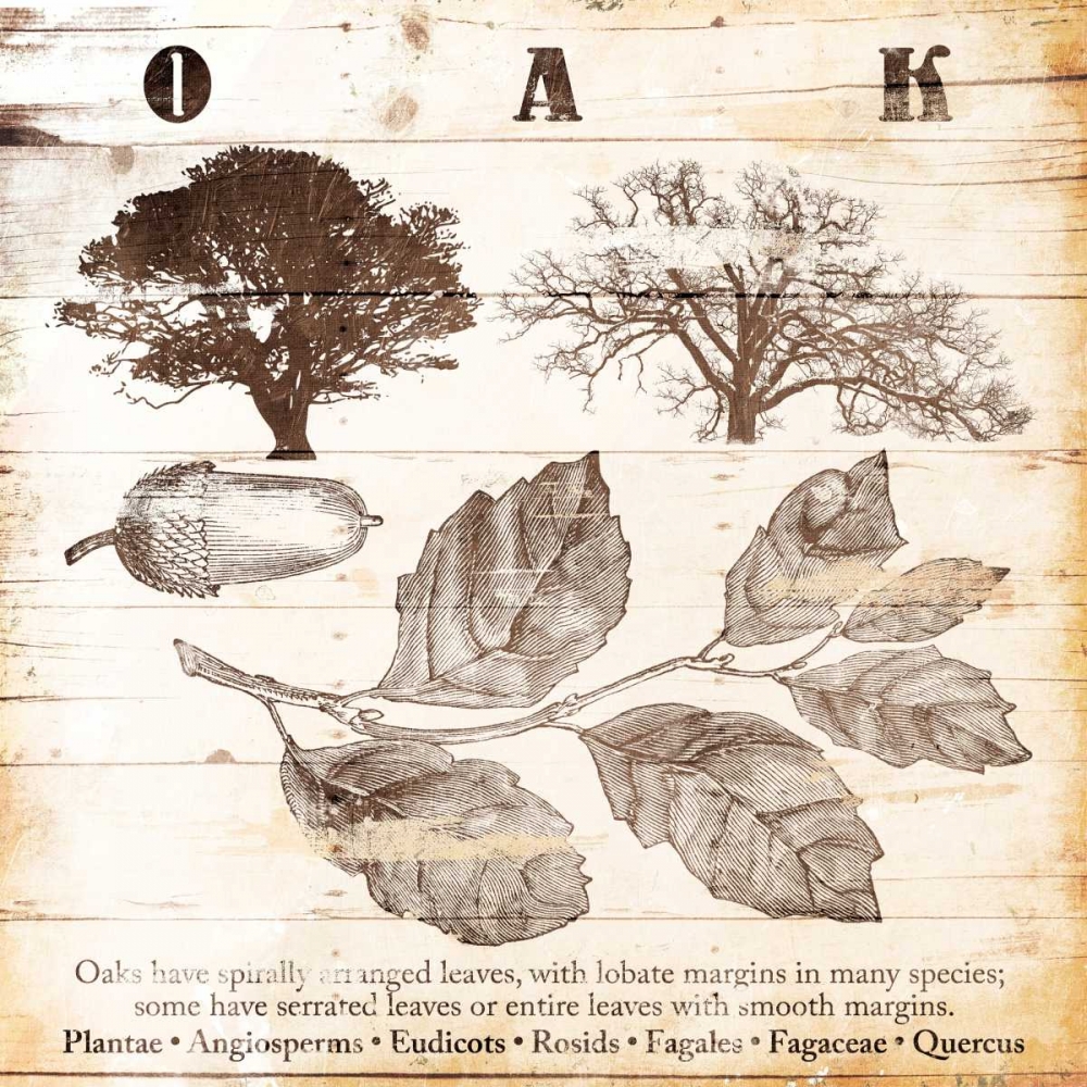 All About Oak art print by Jace Grey for $57.95 CAD