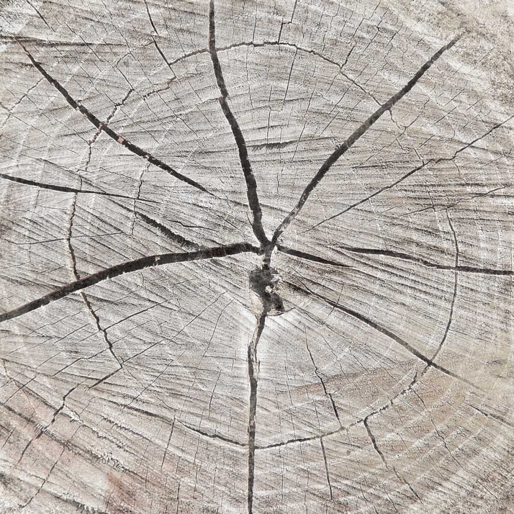 Tree Rings art print by Jace Grey for $57.95 CAD