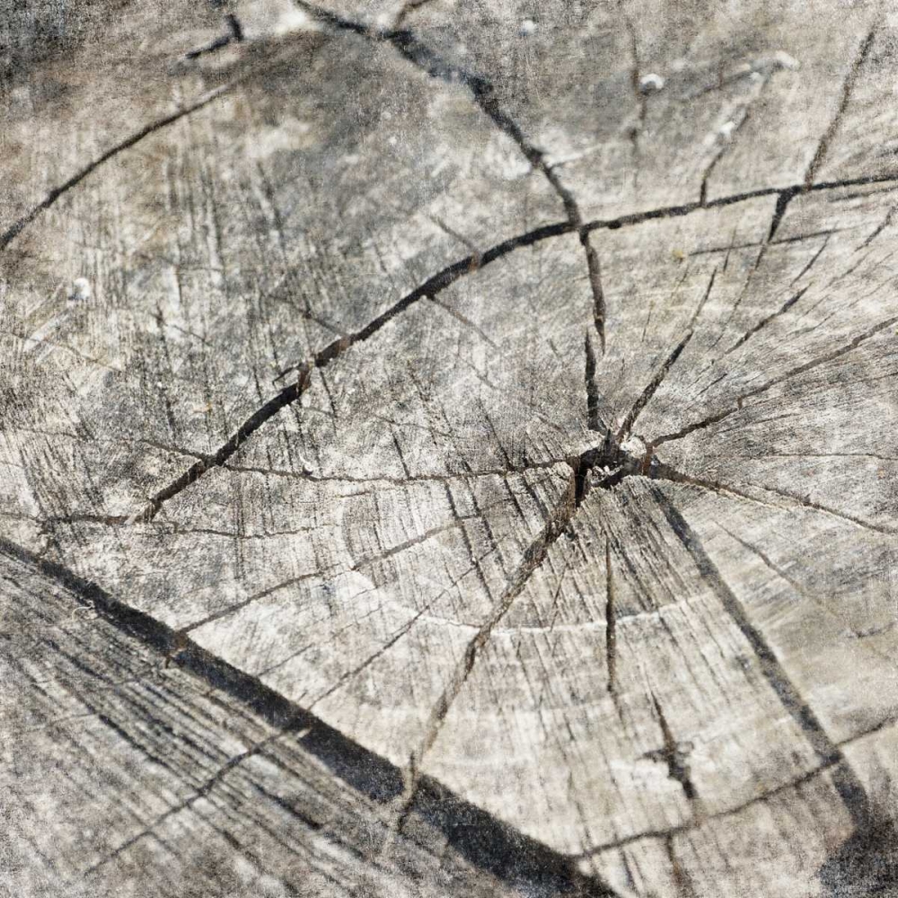 Tree Rings Two art print by Jace Grey for $57.95 CAD