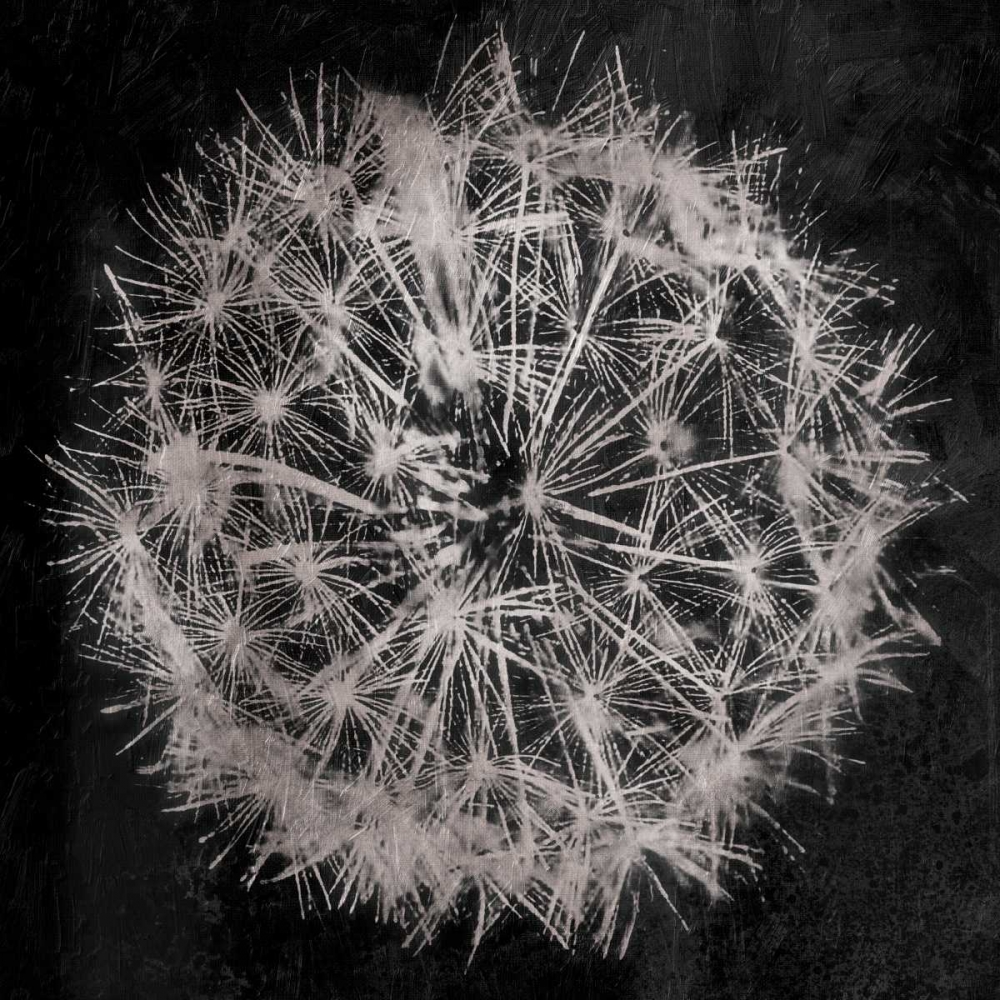 Rich Silver Dandelion art print by Jace Grey for $57.95 CAD