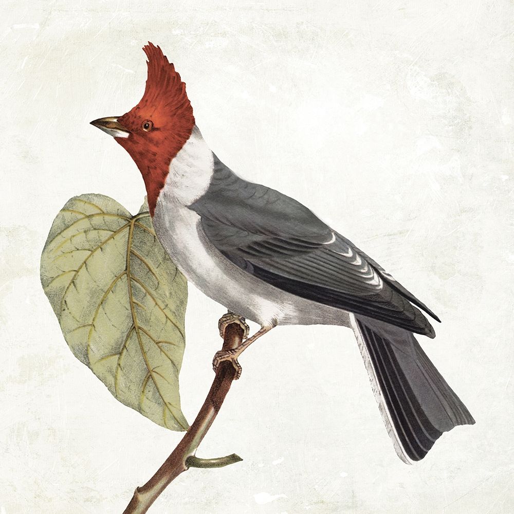 Lovely Birds 2 art print by Jace Grey for $57.95 CAD