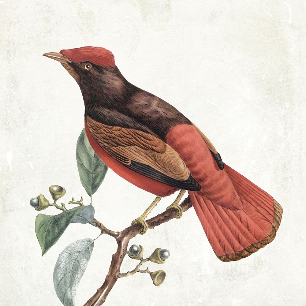 Lovely Birds 3 art print by Jace Grey for $57.95 CAD