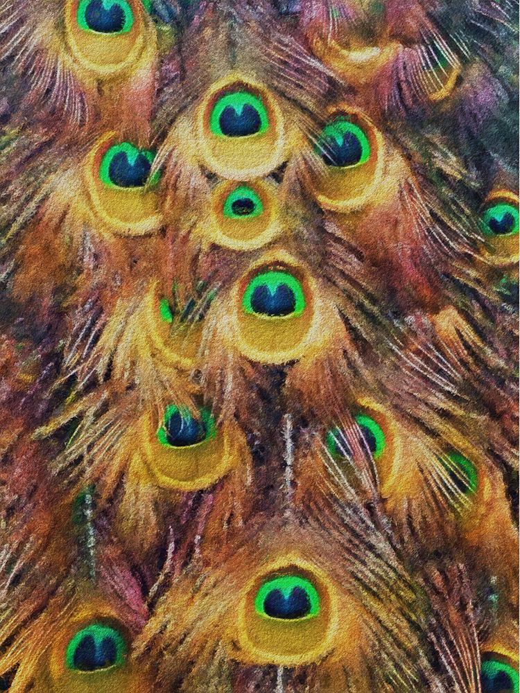 Golden Peacock Feathers art print by Jesse Keith for $57.95 CAD