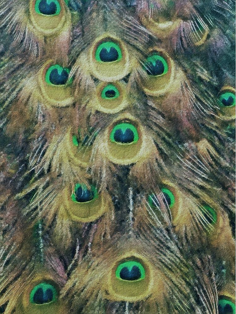 Golden Peacock Feathers 2 art print by Jesse Keith for $57.95 CAD