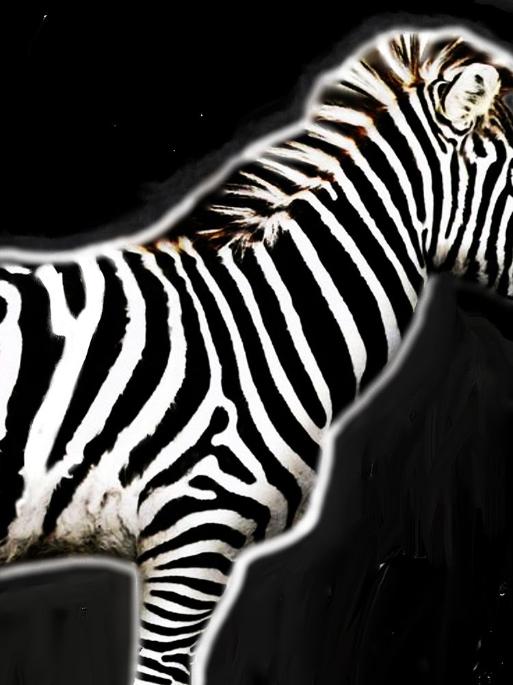 Zebra In Black art print by Jesse Keith for $57.95 CAD