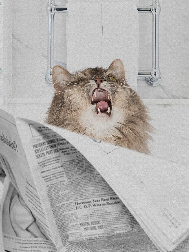 Meouchh art print by Jesse Keith for $57.95 CAD