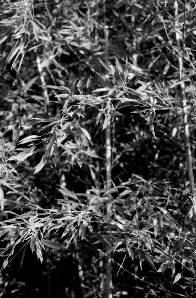 Beach Foliage 1 art print by Jace Grey for $57.95 CAD