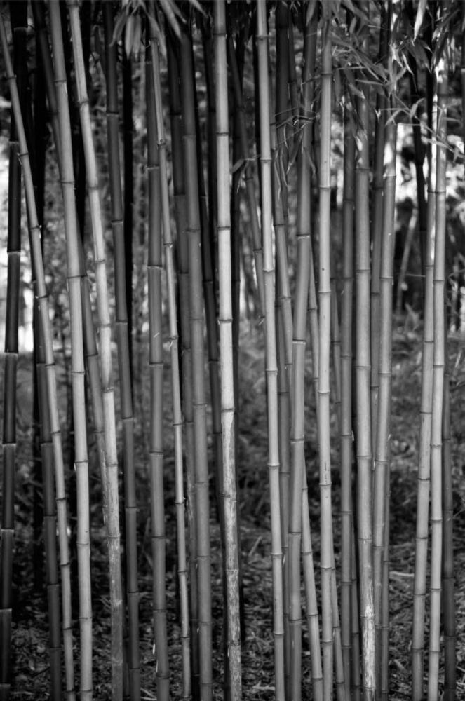 Beach Foliage 2 art print by Jace Grey for $57.95 CAD