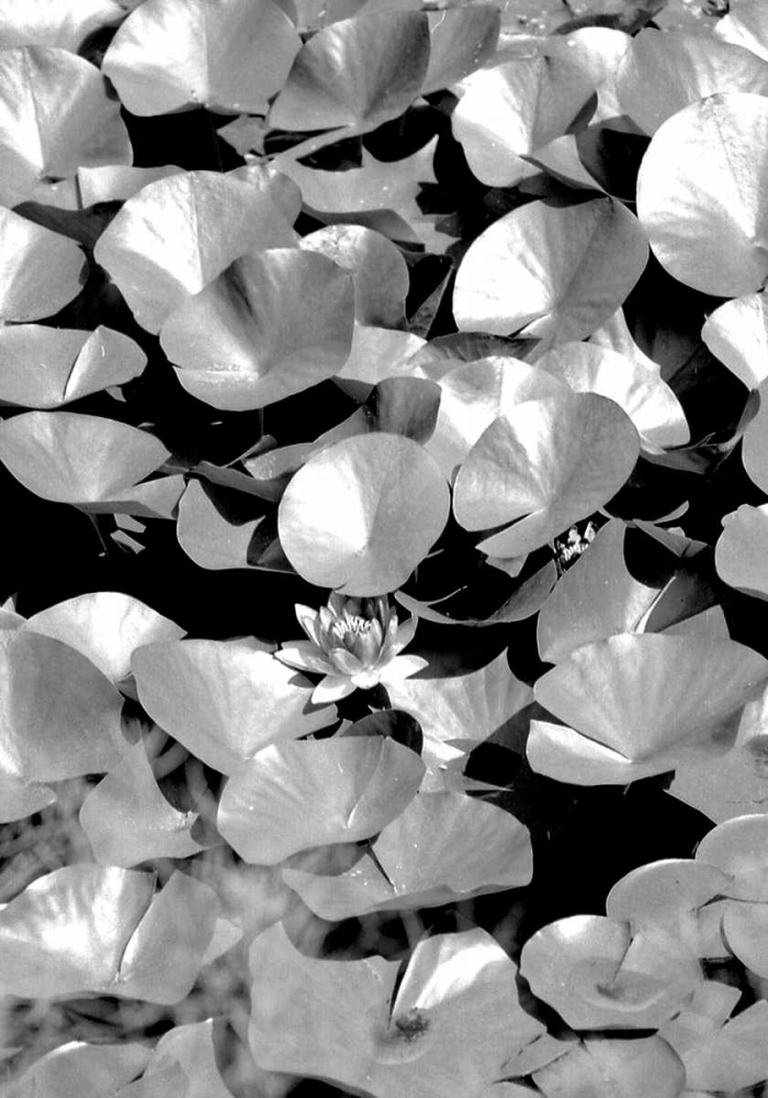 Beach Foliage 5 art print by Jace Grey for $57.95 CAD