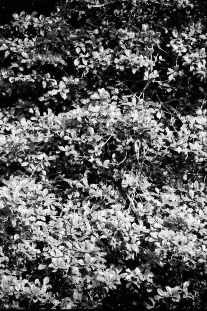 Beach Foliage 6 art print by Jace Grey for $57.95 CAD