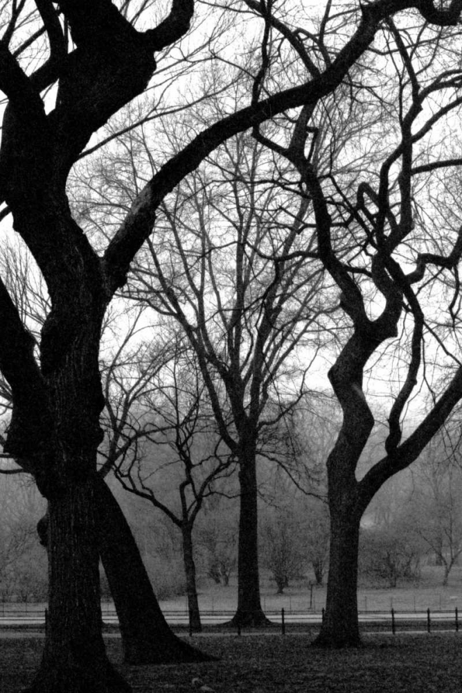 Central Park Dancing Trees art print by Jace Grey for $57.95 CAD