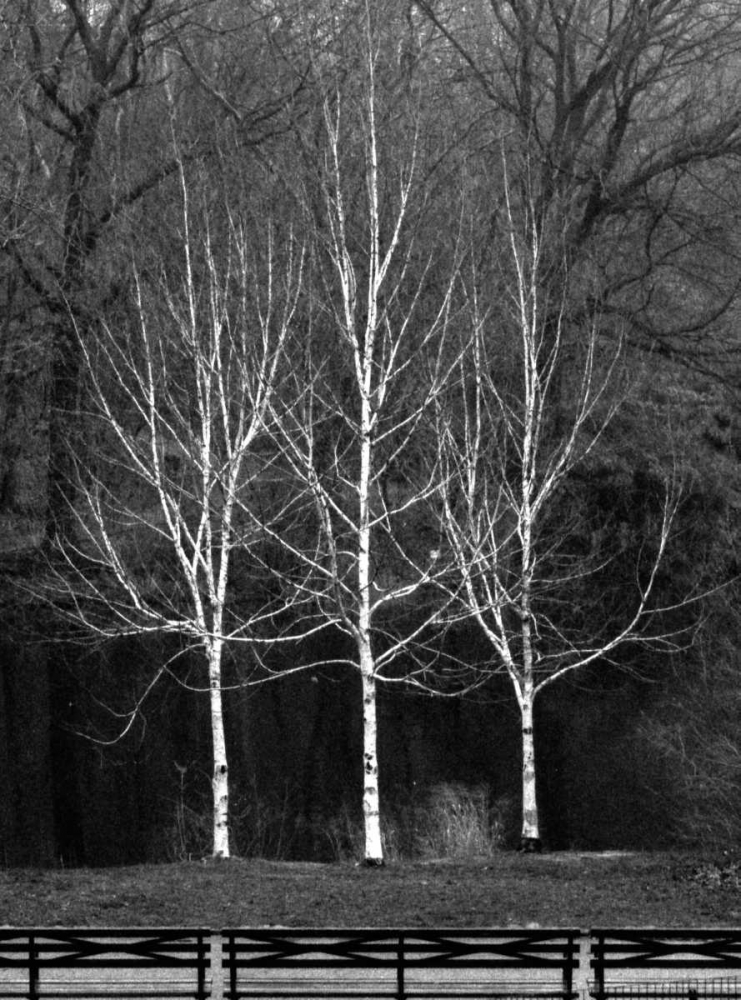 Central Park Three Amigos Fall art print by Jace Grey for $57.95 CAD